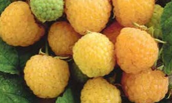 Yellow Raspberry