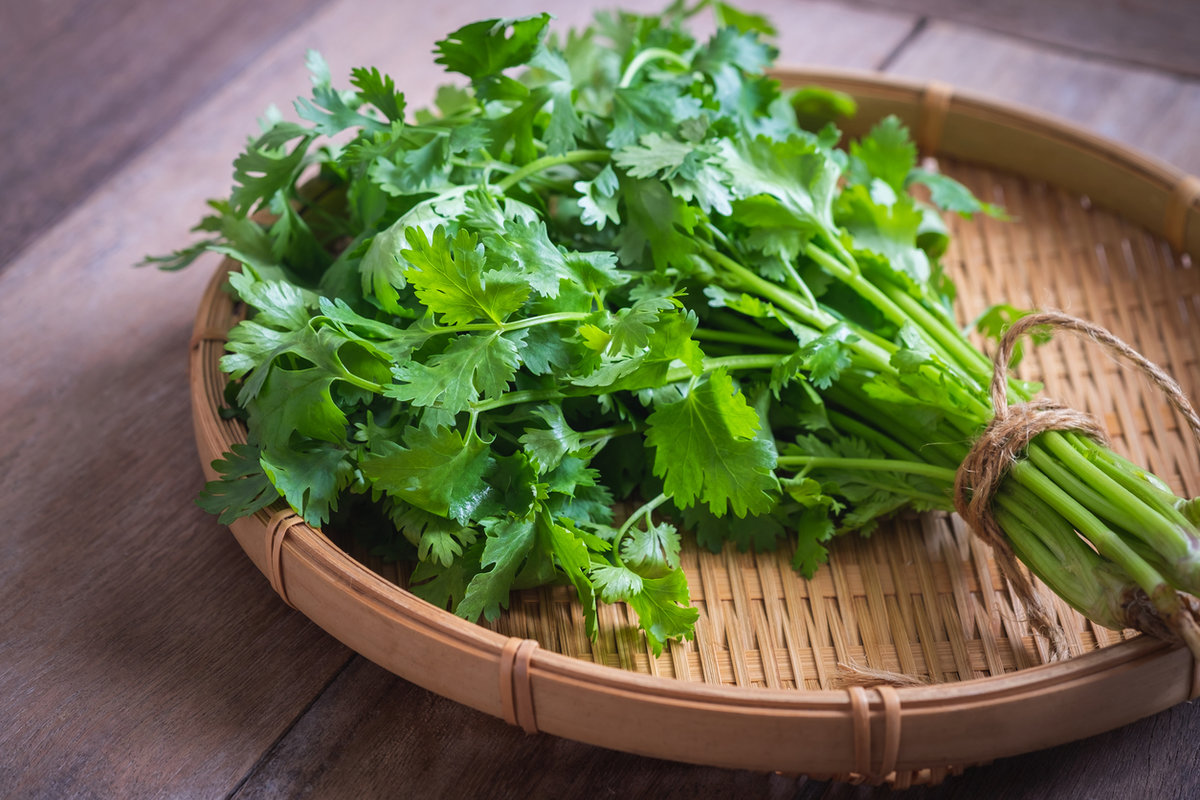 coriander