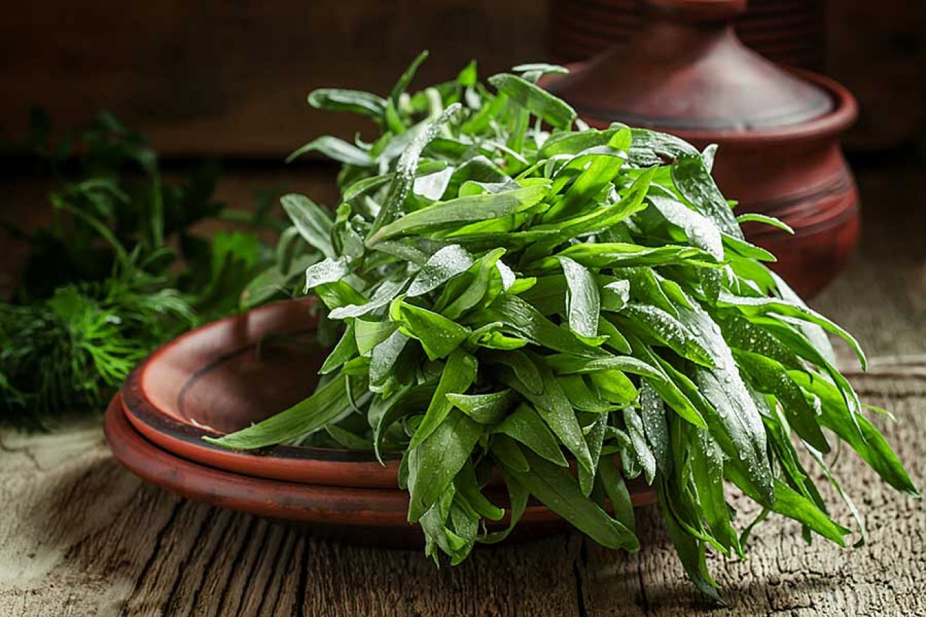 tarragon