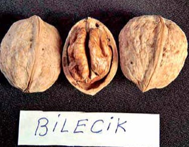 Bilecik