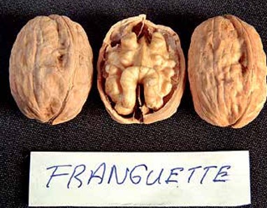 Franquette