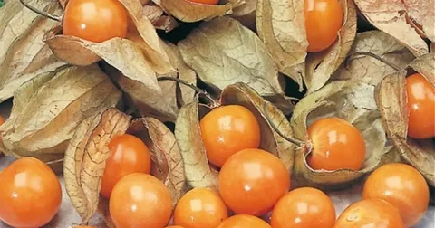 physalis