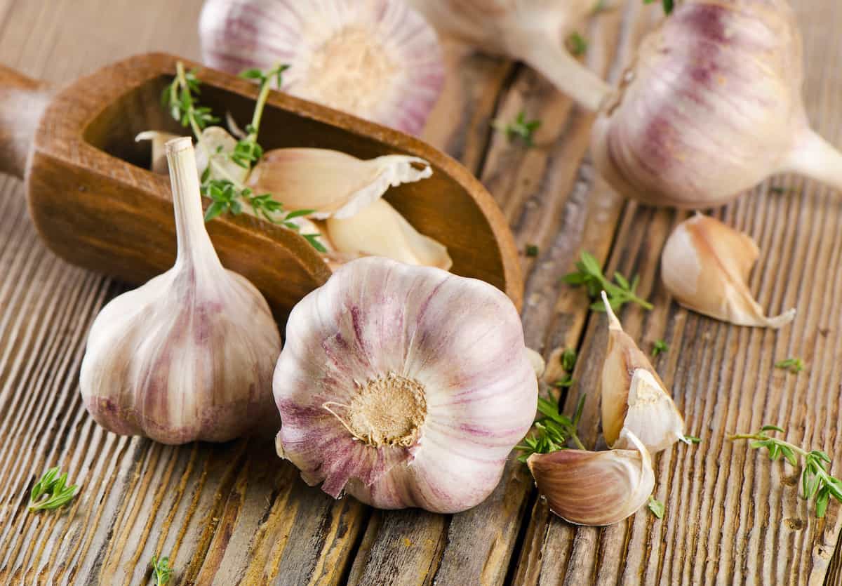 garlic