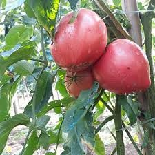 Kharisgula tomatoes