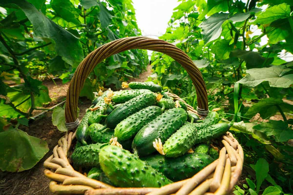 Garden cucumber