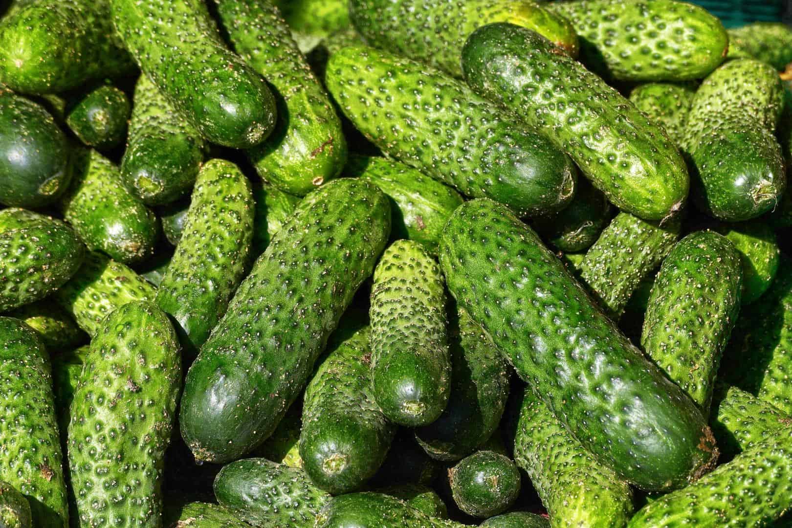 Local cucumber