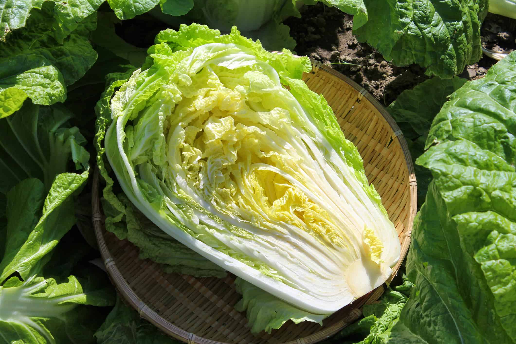 Chinese cabbage