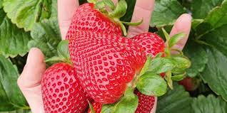 Strawberry seedling giant