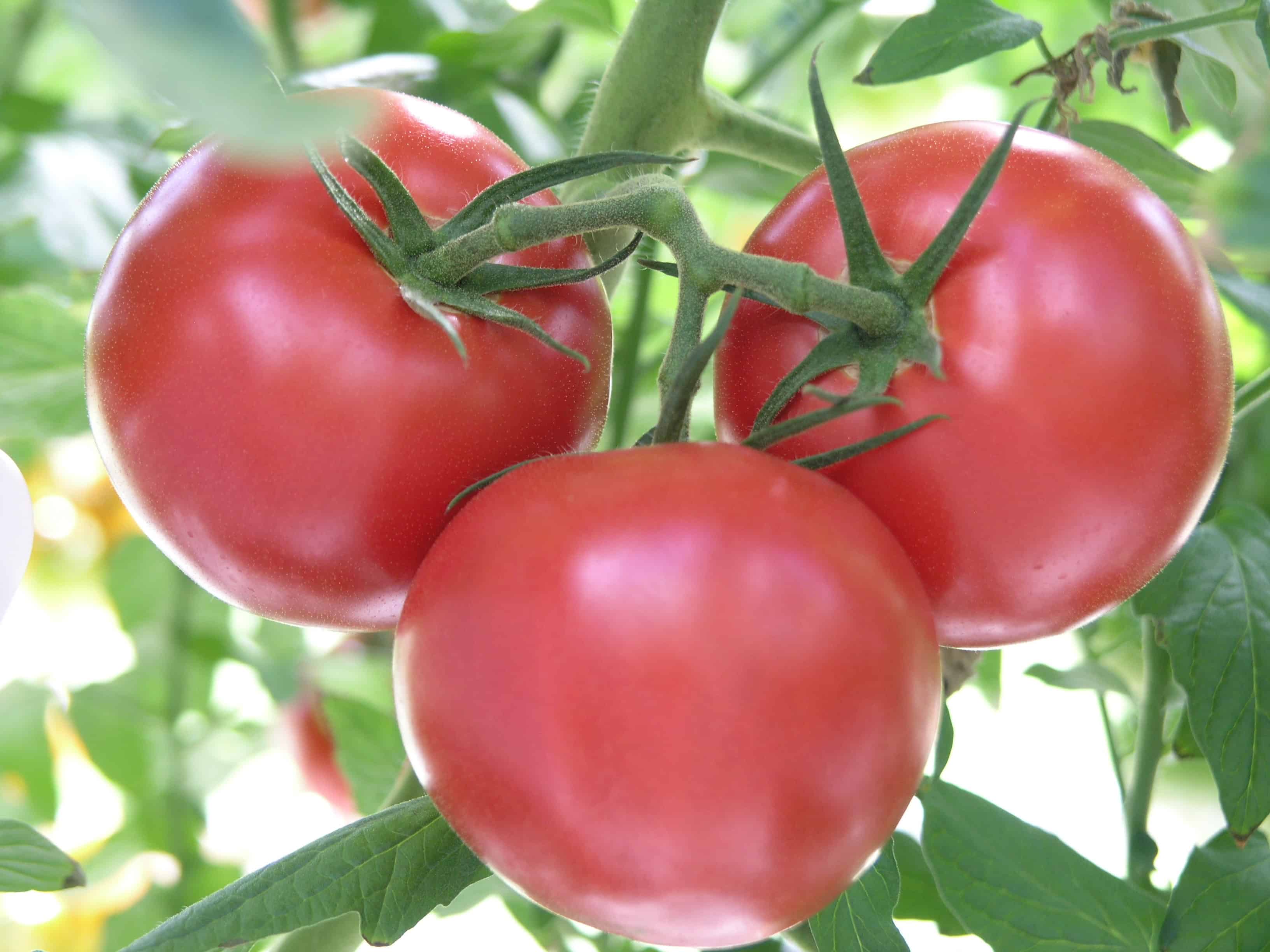 Pink tomatoes